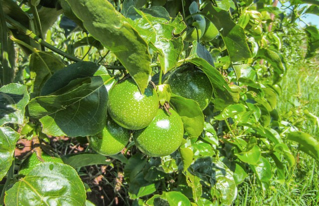 Nyota_organic_farming-6744