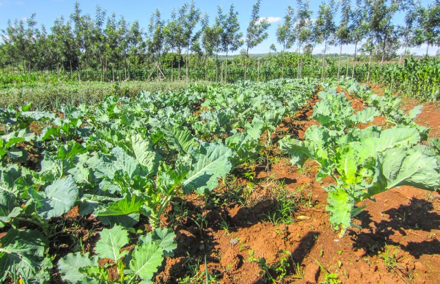 Nyota_organic_farming-6718