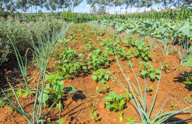 Nyota_organic_farming-6724