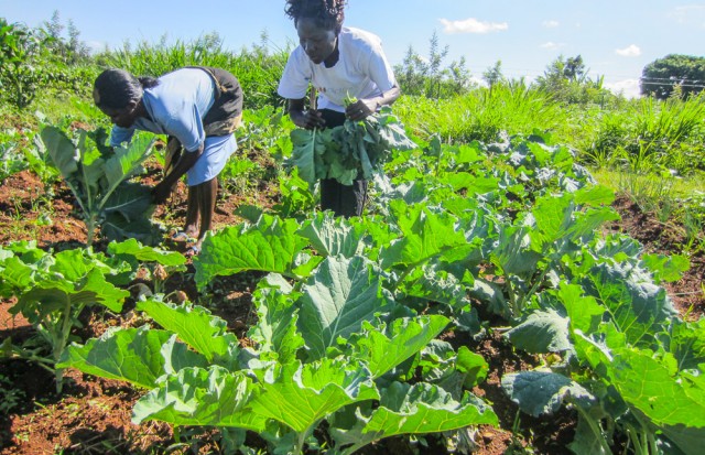 Nyota_organic_farming-6740