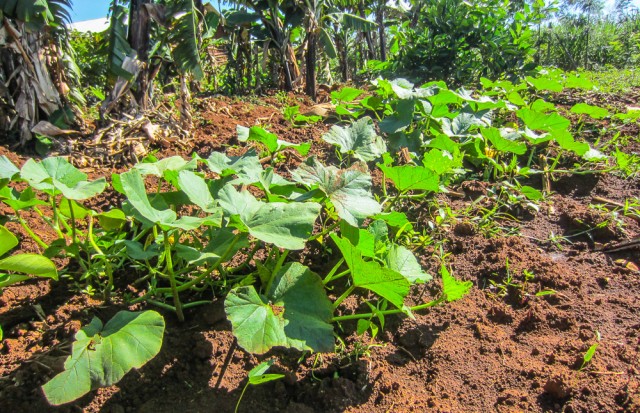 Nyota_organic_farming-6762